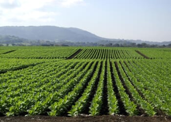 New H-2A wage rule brings much-needed ag relief