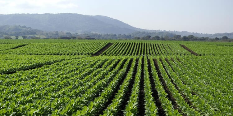 New H-2A wage rule brings much-needed ag relief