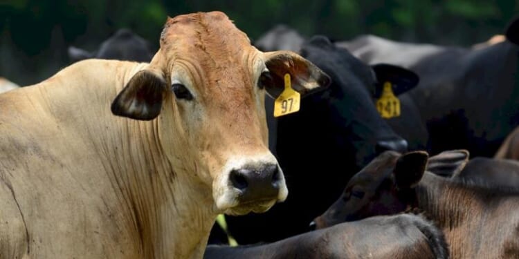 Free Market Concerns—Argentinian Beef Imports