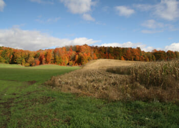Banks Township considers going back to how things once were – Mackinac Center