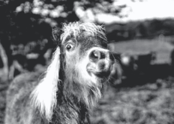 Climate Has A New Head Clown