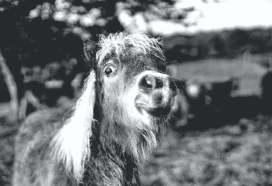 Climate Has A New Head Clown