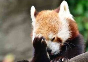 Dem Sen. Slotkin, Who Pushed Video Telling Troops To Disobey Trump, Forced To Admit She Can’t Name One Illegal Order