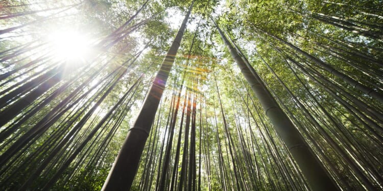 Hanson argues reality caught up with climate alarmists