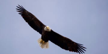 South Carolina goes farther with charters – Mackinac Center