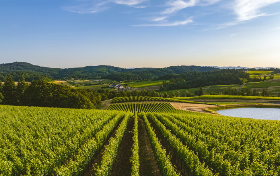 Thanksgiving A Time To Thank Struggling American Farmers