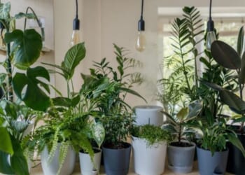 10 Houseplants That Can Improve Your Quality of Life
