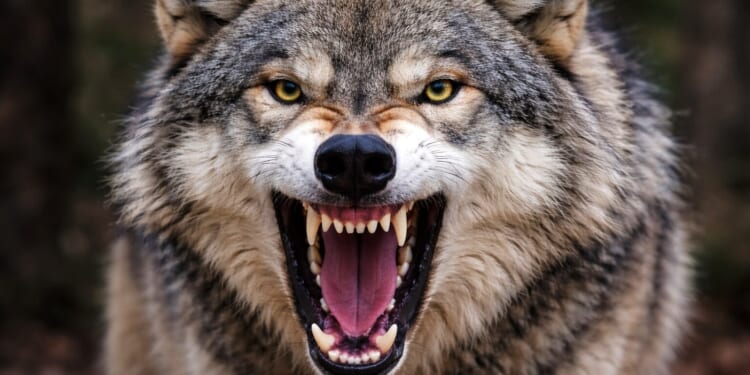 U.S. House defangs federal protection of gray wolves in Wisconsin