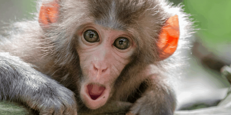 Biden State Dept Appeared To Ignore Emails From Would-Be Trump Assassin