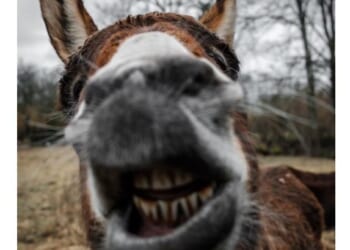 Left-Wing Democrat Says Deporting Somali Scammers Will Hurt US Economy