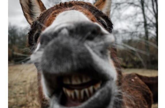 Left-Wing Democrat Says Deporting Somali Scammers Will Hurt US Economy