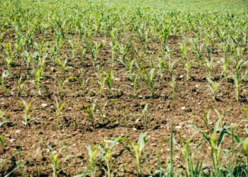 Iran’s actions hurt the world’s poor