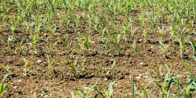 Iran’s actions hurt the world’s poor