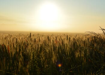 Michigan taxpayers build it, but nobody comes – Mackinac Center