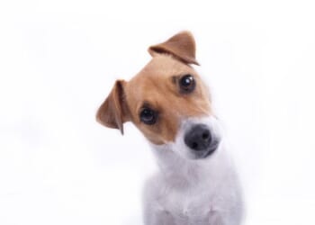 Easy Ways to Cut the High Cost of Pet Care