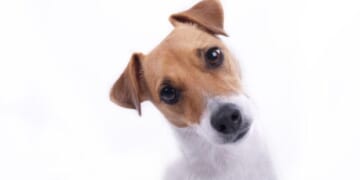 Easy Ways to Cut the High Cost of Pet Care