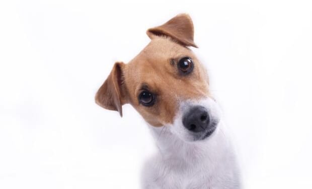 Easy Ways to Cut the High Cost of Pet Care