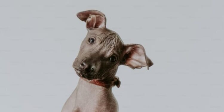 Trump Fundamentally Changed Congressional Republicans In Terms Of Ideology, New Study Shows