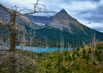 Lawfare on Logging & Forest Management