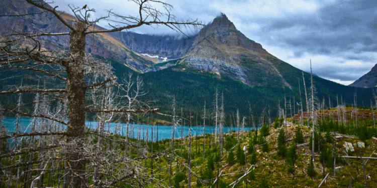 Lawfare on Logging & Forest Management
