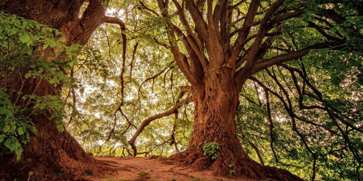 Canadian town grants rights to … trees?
