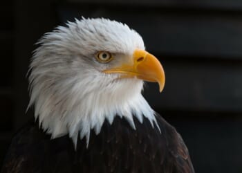 Cooke proclaims his love for America