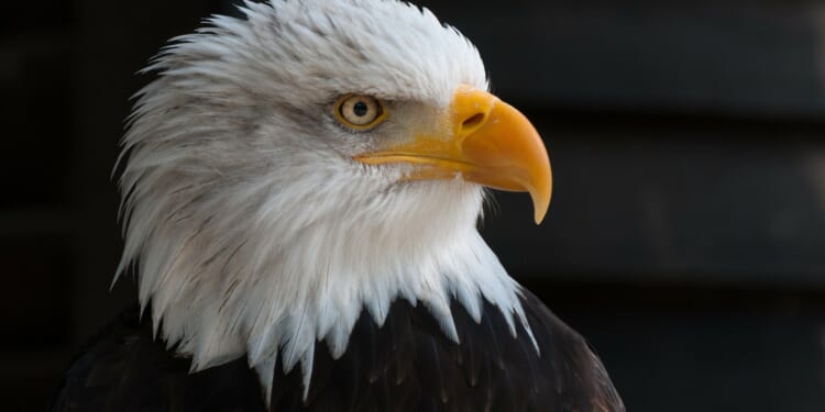 Cooke proclaims his love for America