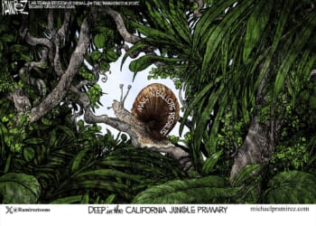 Jungle Primary