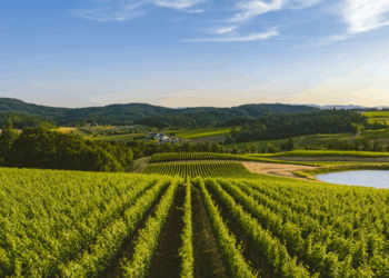 Solar Doesn’t Use Much Farmland — Until You Define What ‘Much” Really Means