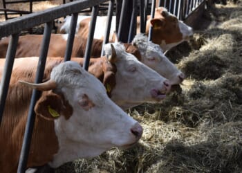 While Mexico defends ‘sovereignty,’ cartels import a flesh-eating parasite into Texas