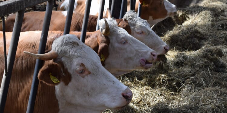 While Mexico defends ‘sovereignty,’ cartels import a flesh-eating parasite into Texas