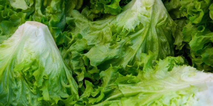 Farmers step up during health crises – Mackinac Center