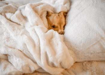 Your Pets Need an Emergency Plan Too