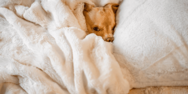Your Pets Need an Emergency Plan Too