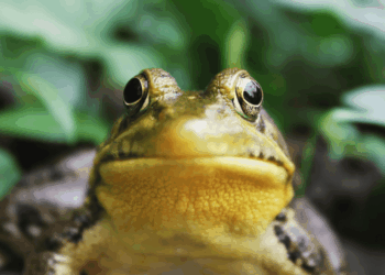 My Life as a Frog