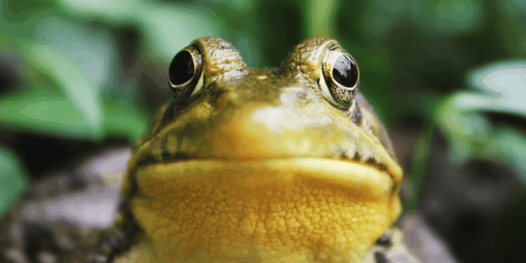My Life as a Frog