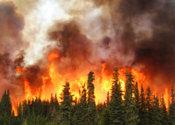 The forest is burning. The roadless rule is making it worse.