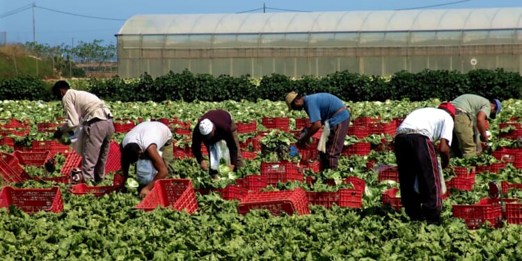 Protect farmers from uncertainty by getting the H-2A wage methodology right