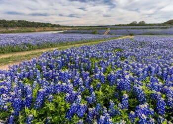 Texas, Bluebonnet Learning Shows Success in Education is Possible