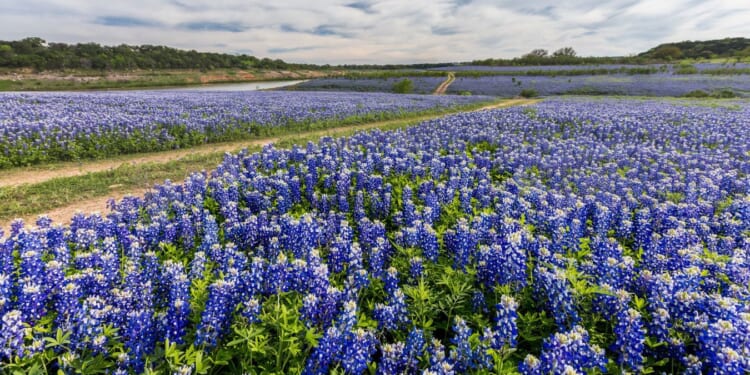 Texas, Bluebonnet Learning Shows Success in Education is Possible